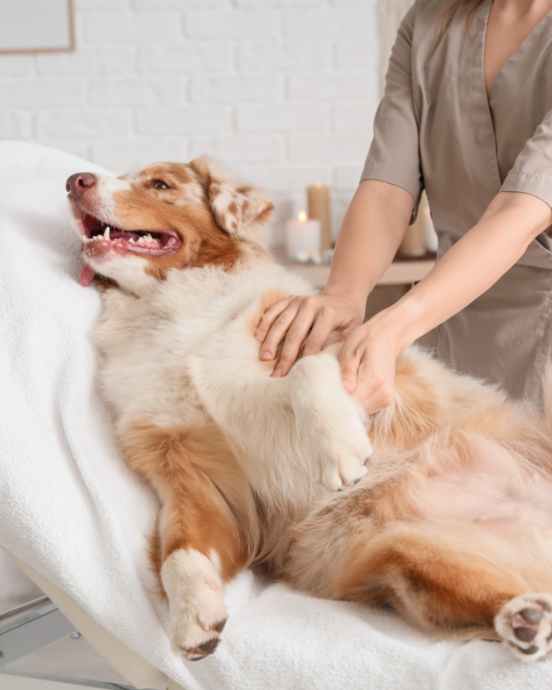 From Clinic to Kennel: Make Your Best Friend Feel Better With Pocket Physio ®